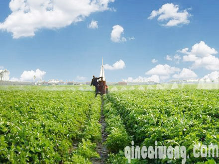 马芹生物菌肥、牛奶喷施